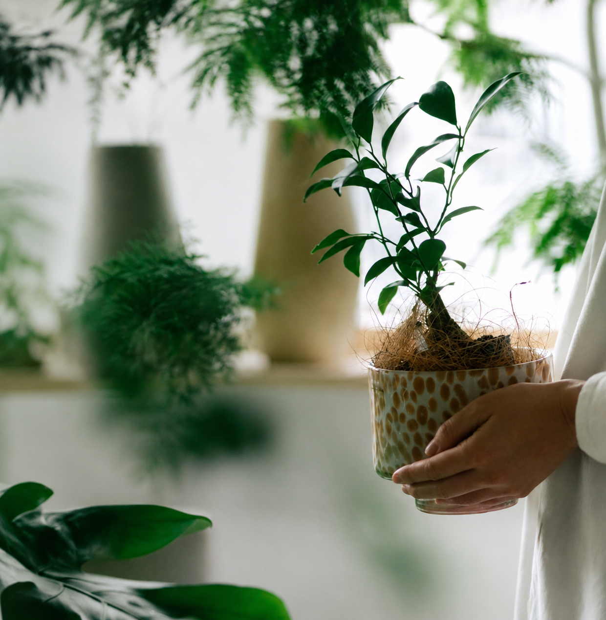 植物